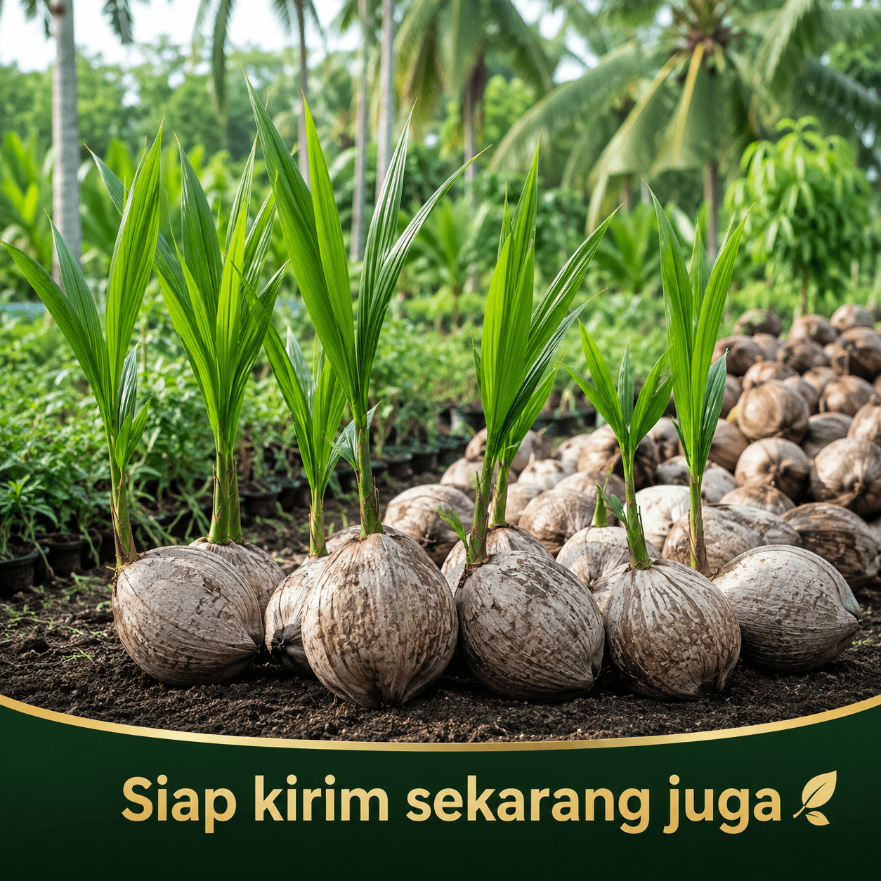 Daging kopyor tebal, lembut dan kopong