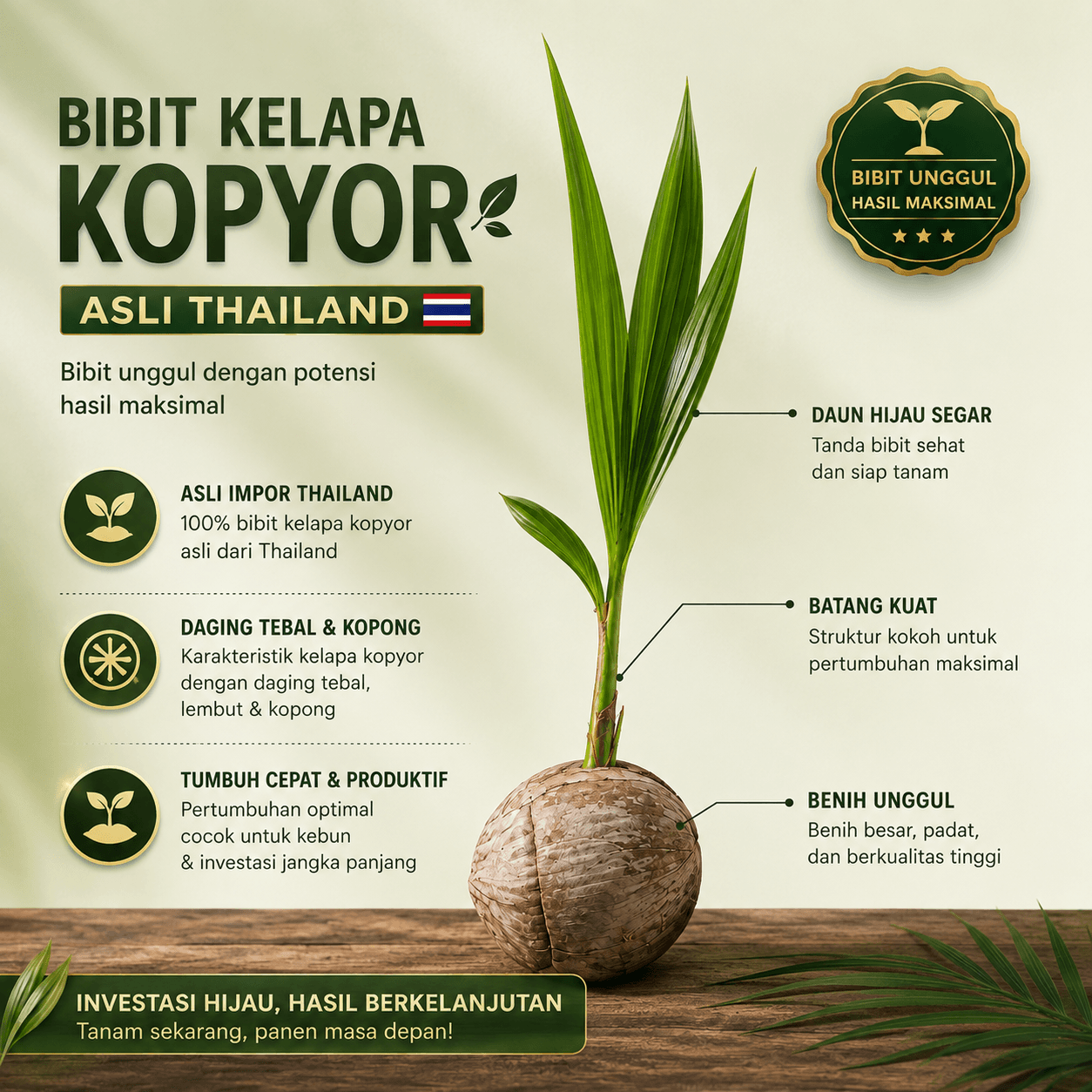 Bibit Kelapa Kopyor Asli Thailand